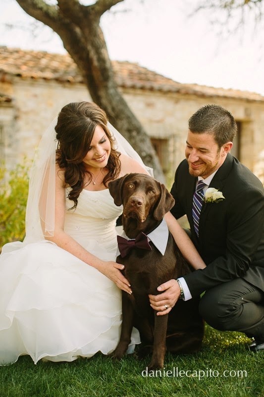 Toby - Sterling Labrador
