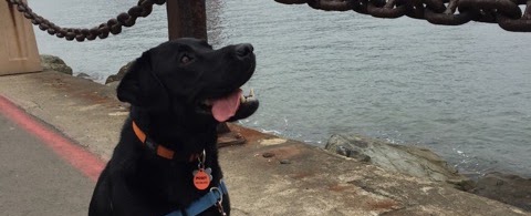 Posey - Sterling Labrador