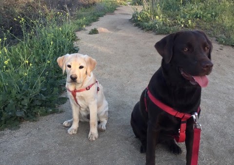 Nala & Choco - Sterling Labrador