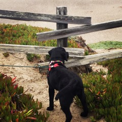 Ruby - Sterling Labrador