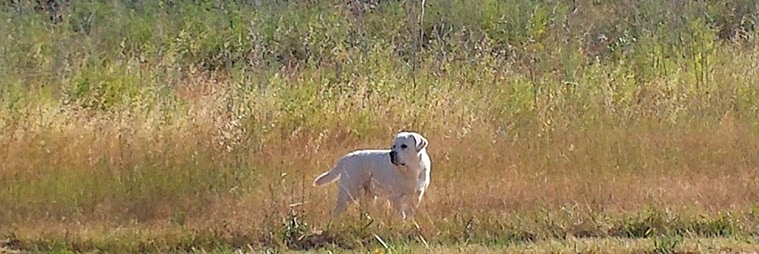 Kimba the White Lion - Sterling Labrador