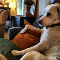 Levi - Sterling Labrador